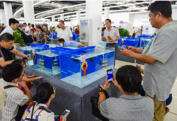 金魚大賽