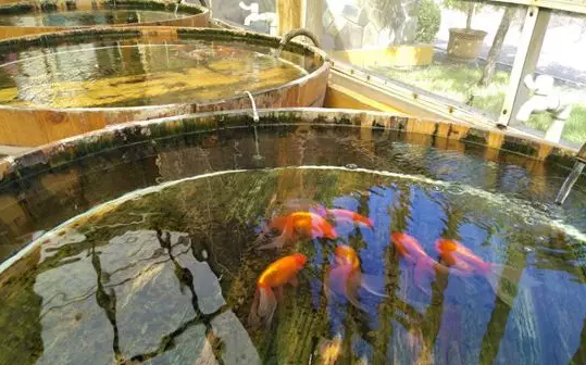 金魚大賽